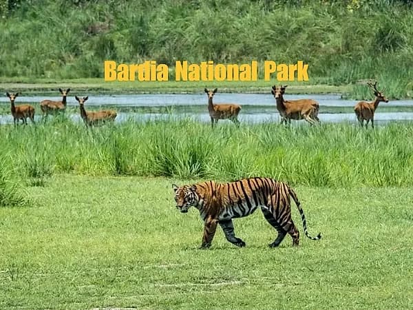 Jeep safari track through Bardia National Park grassland, far-west Nepal