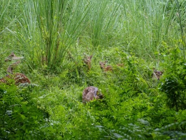 Chitwan Photography Tour 450