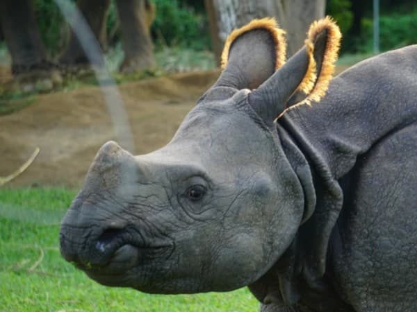 Chitwan