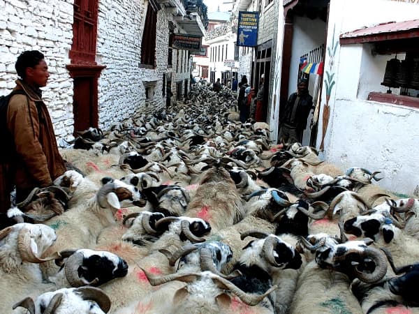 Marpha village, apple brandy town