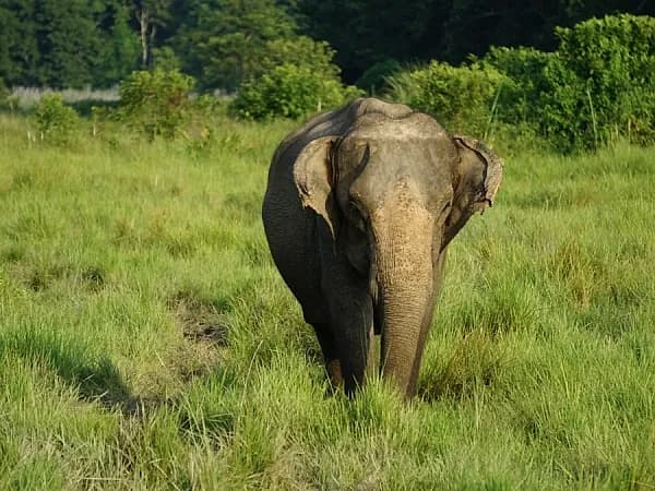 Elephant