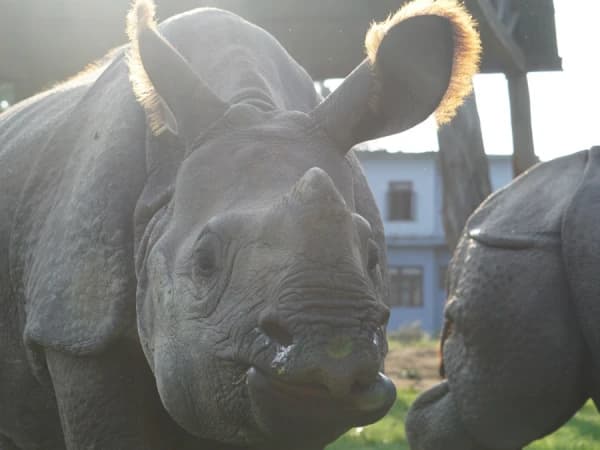 Rhinooo