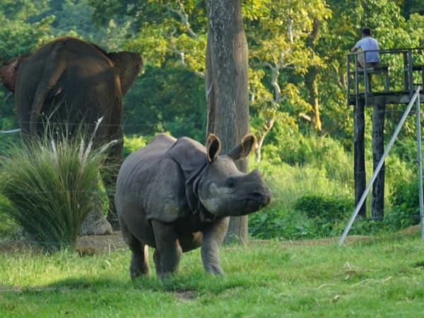 Wildlife safari in Nepal showing Chitwan Bardia and Koshi Tappu National Parks