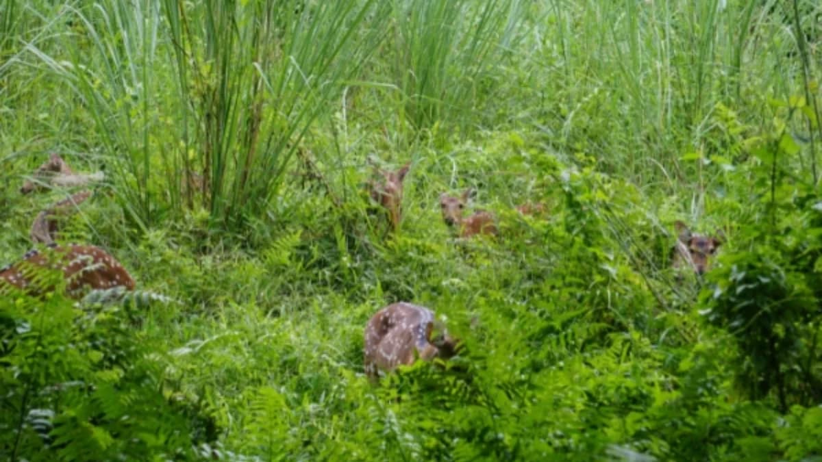 Deer in grassland at Chitwan National Park, Nepal.