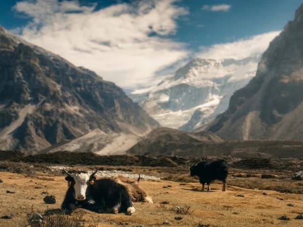 Kanchenjunga Base Camp Trek